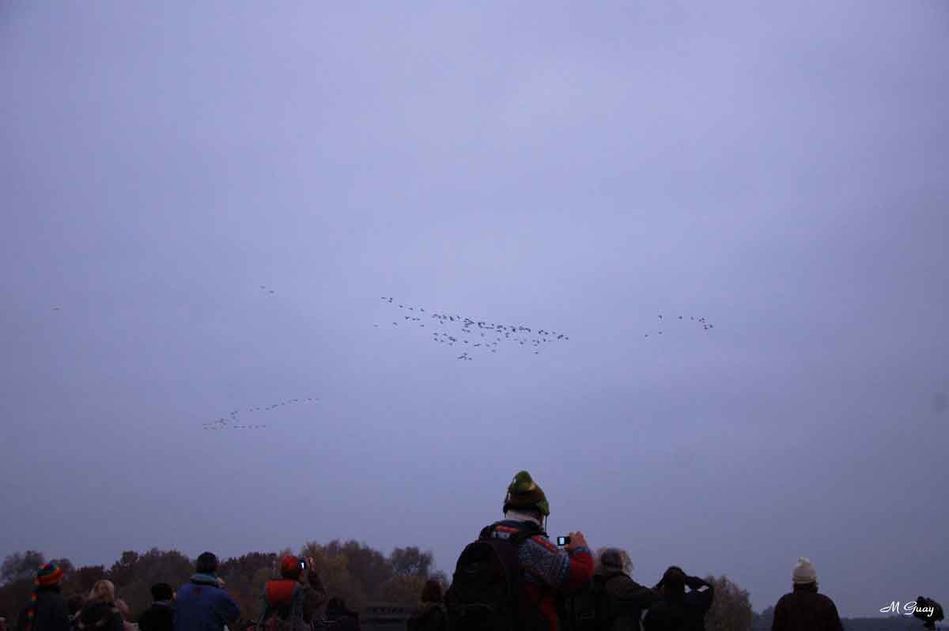 grues-en-vol-1712.jpg