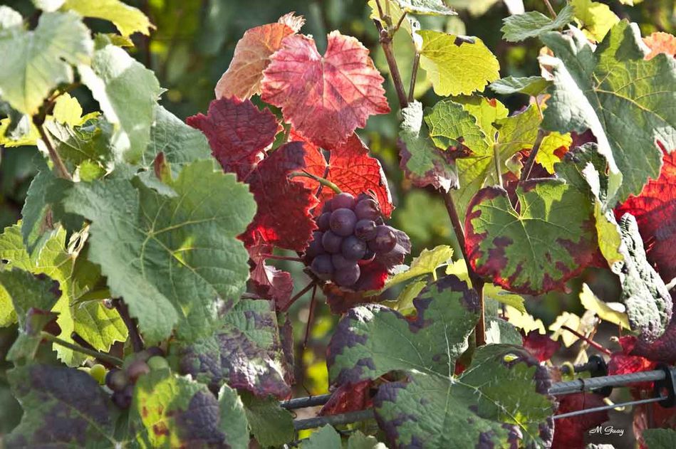 grappe-raisin-1607.jpg