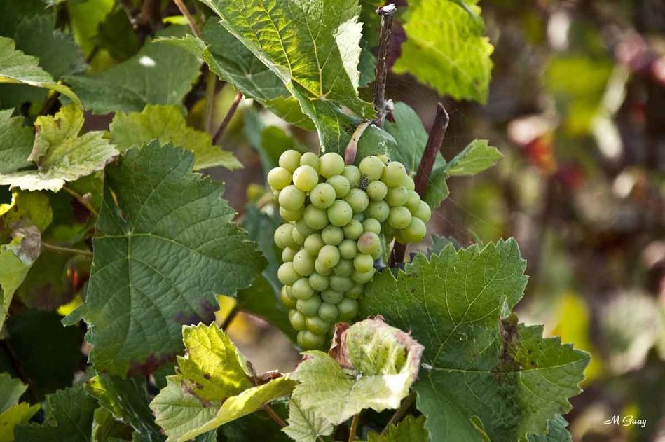 grappe-raisin-1609.jpg