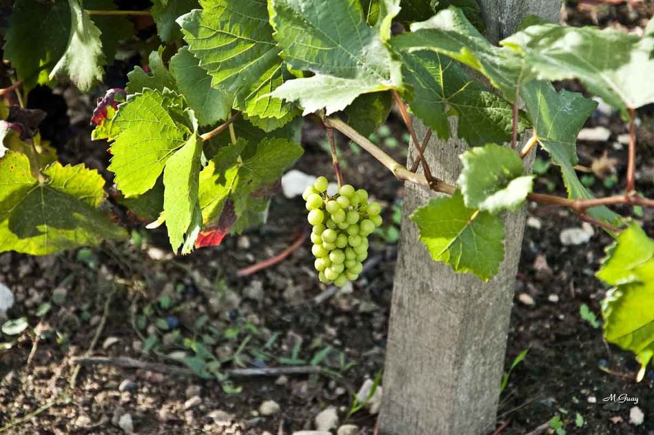 grappe-raisin-1612.jpg