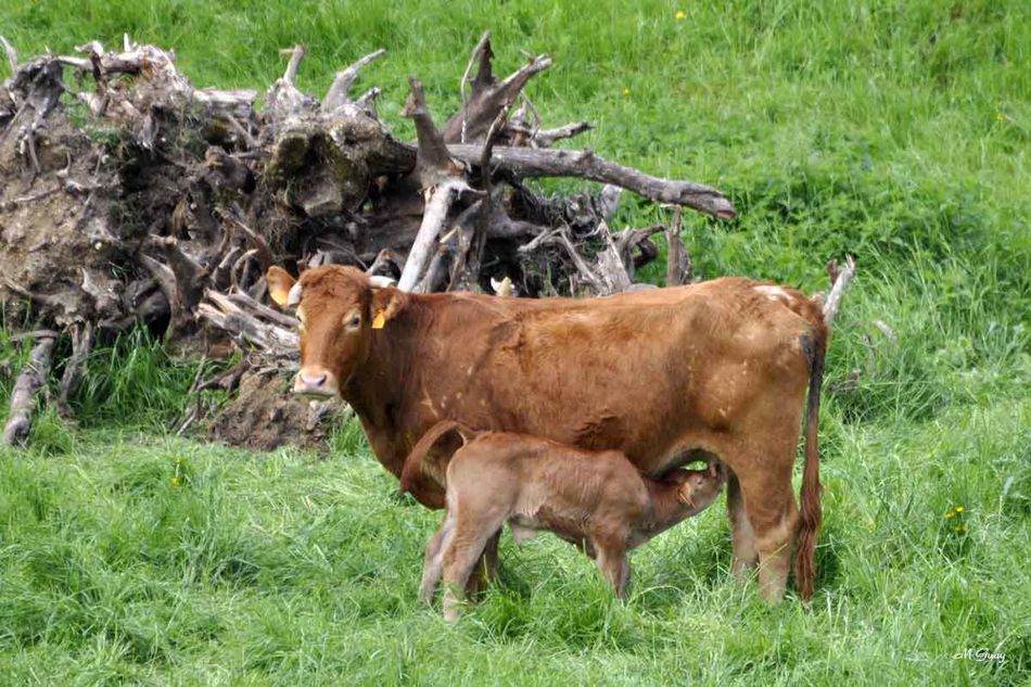 vache-limousine-et-son-veau.jpg