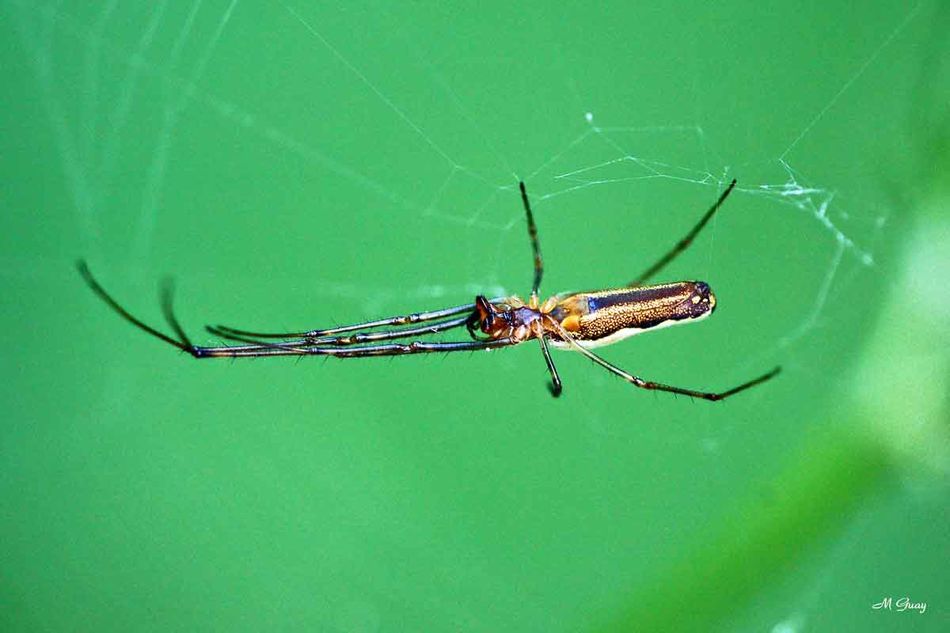 tetragnathidae-9356.jpg