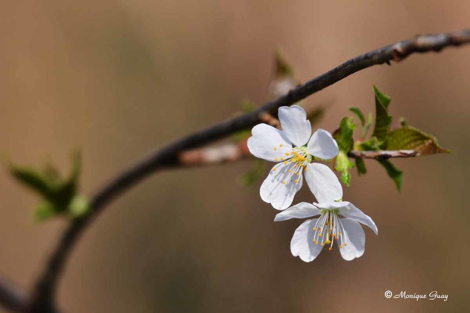 aubepine-3226.jpg