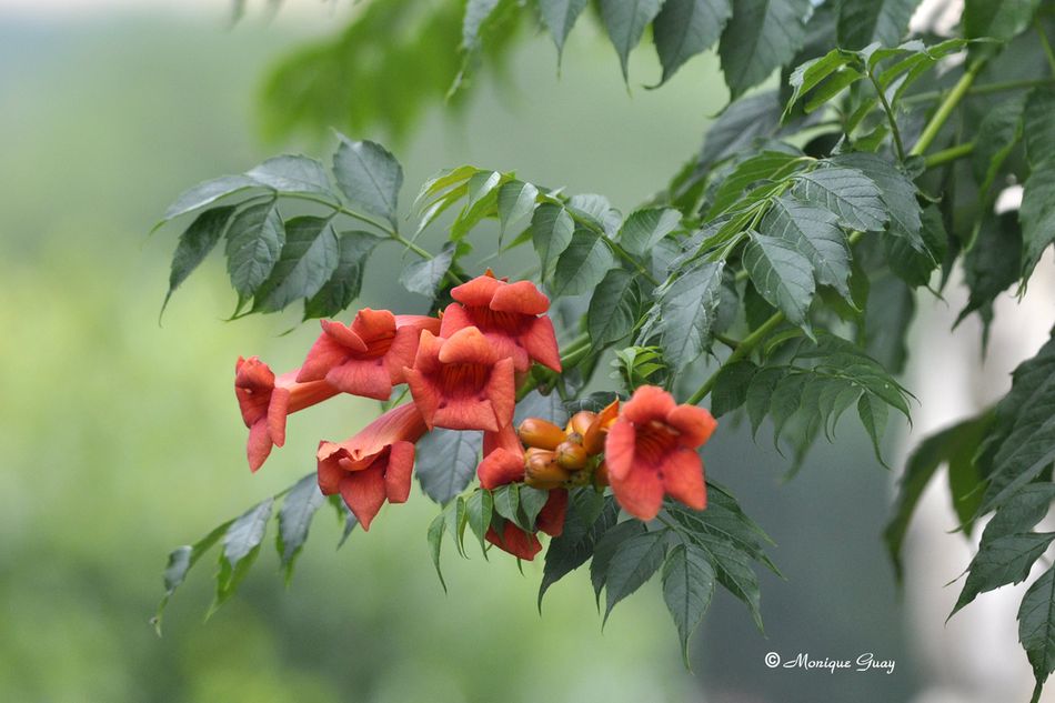 fleur-2384.jpg