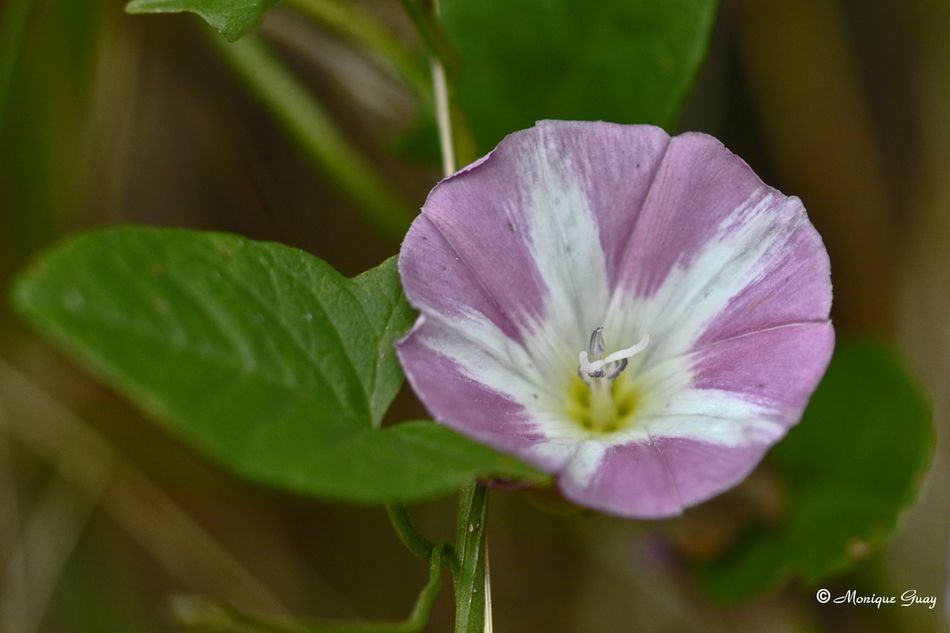 fleur-2387.jpg