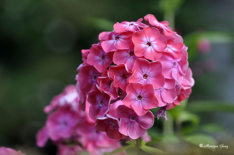 fleur-2921.jpg