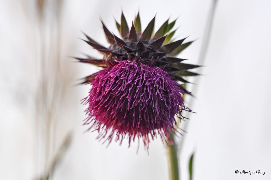 fleur-chardon-9559.jpg