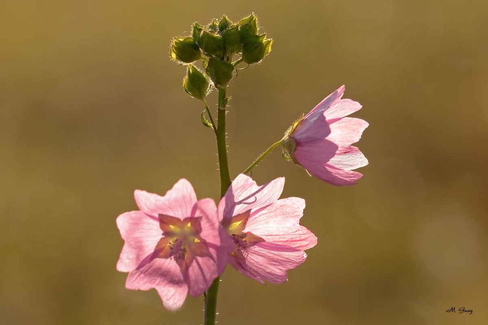 fleur-mauve-9655.jpg