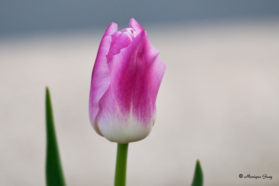 tulipe-7141.jpg
