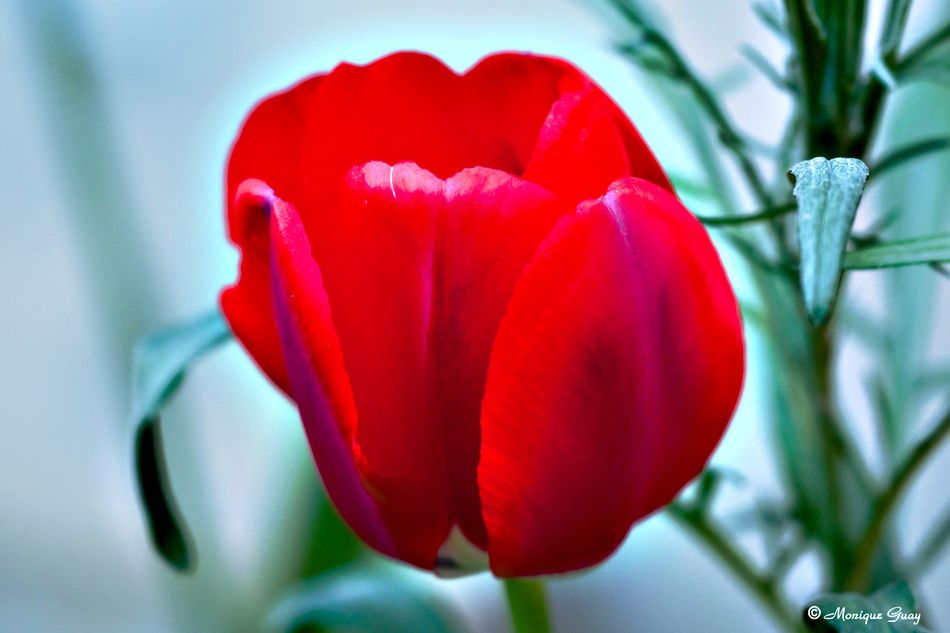 tulipe-7146.jpg