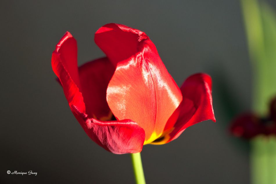 tulipe-7268.jpg