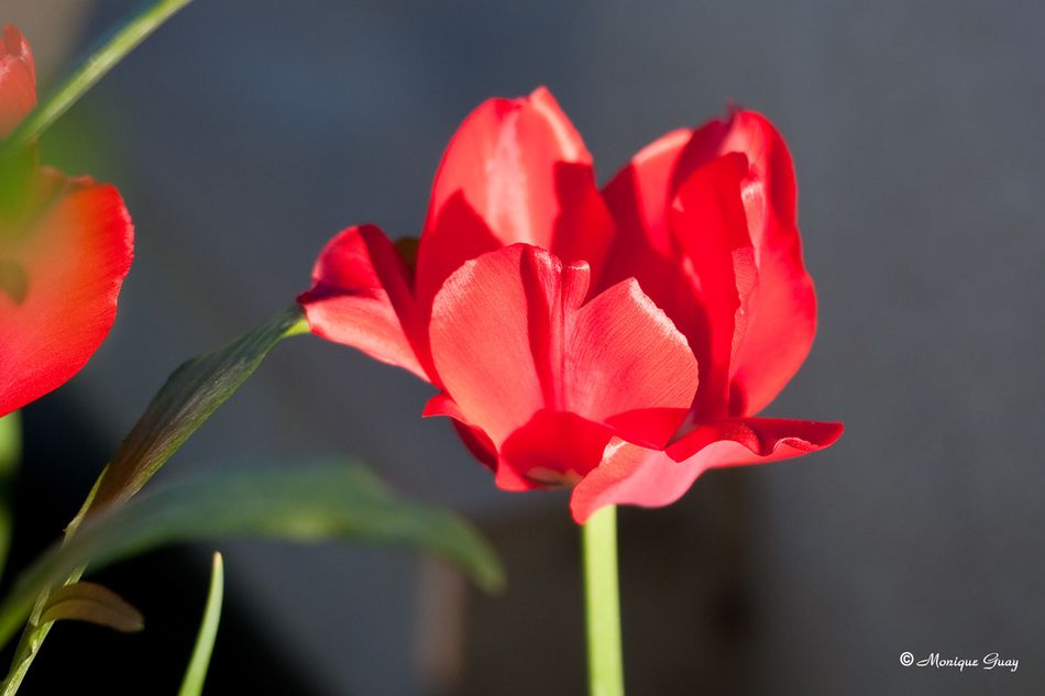 tulipe-7269.jpg