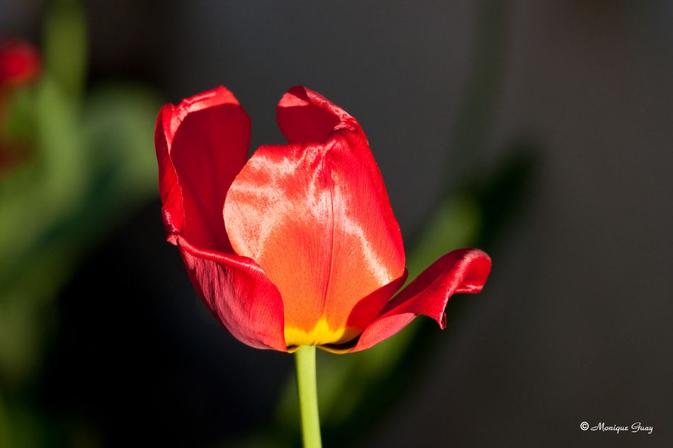 tulipe-7271.jpg