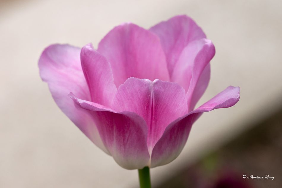 tulipe-7290.jpg