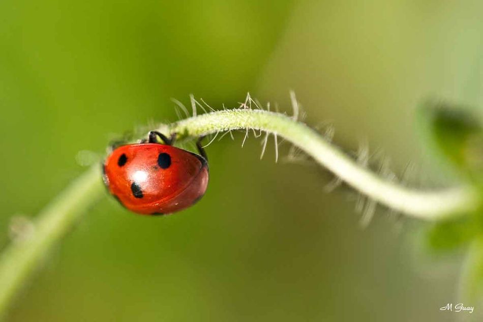 coccinelle-0163.jpg