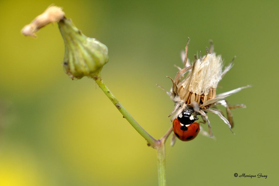 coccinelle-2559.jpg