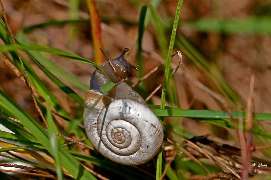 escargot-0122.jpg