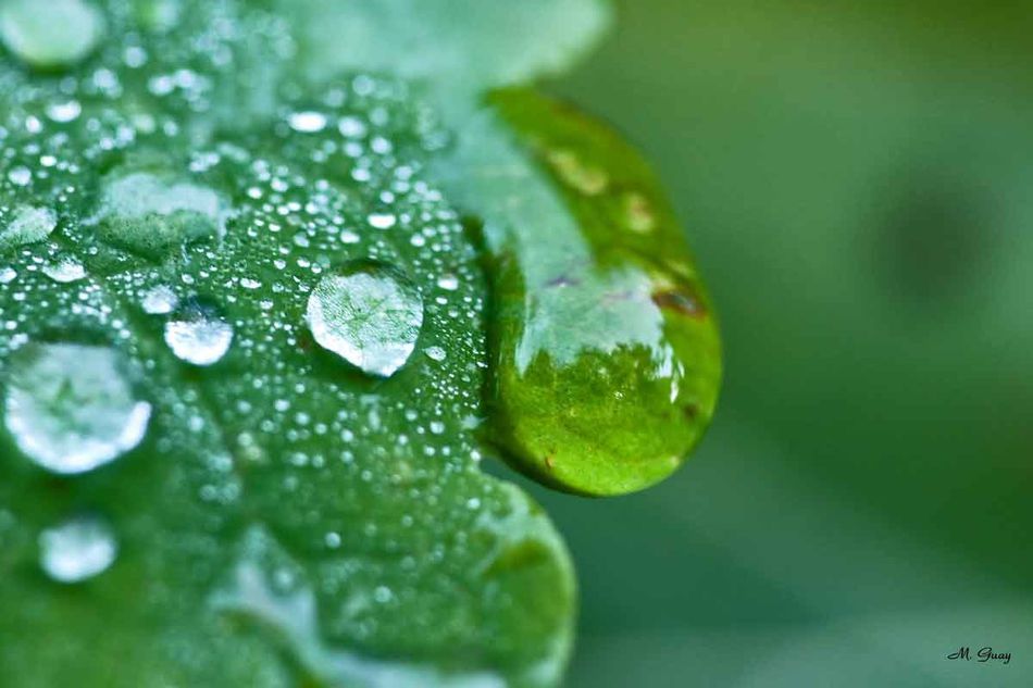 goutte-verdure-0319.jpg
