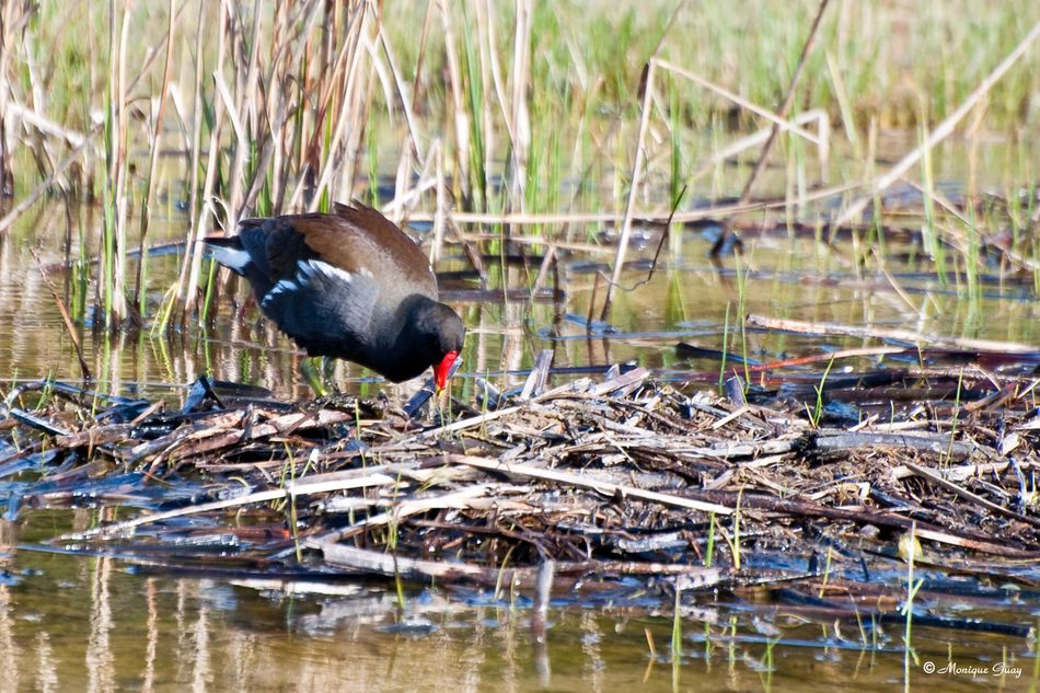 gallinule-poule-d-eau-6549.jpg