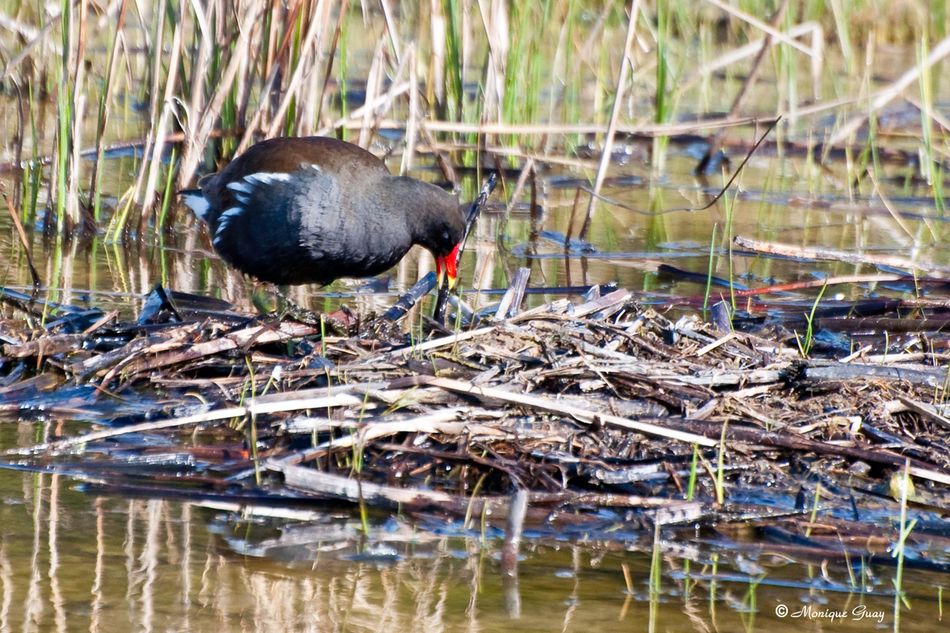 gallinule-poule-d-eau-6550.jpg