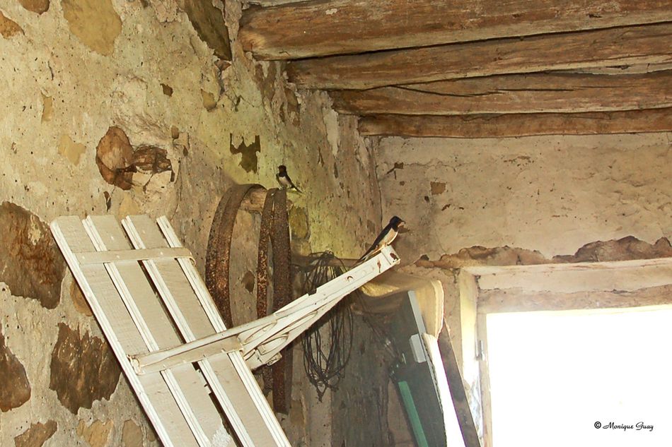 hirondelle-batiment-3089.jpg