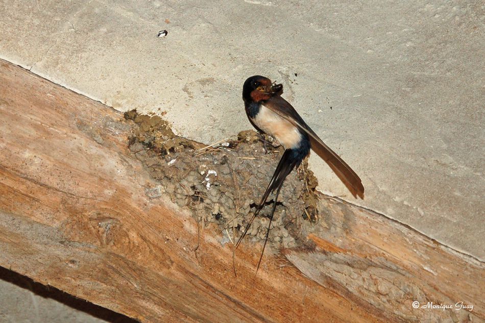 hirondelle-nid-3083.jpg