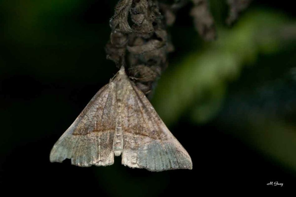noctuelle-a-museau-7090.jpg