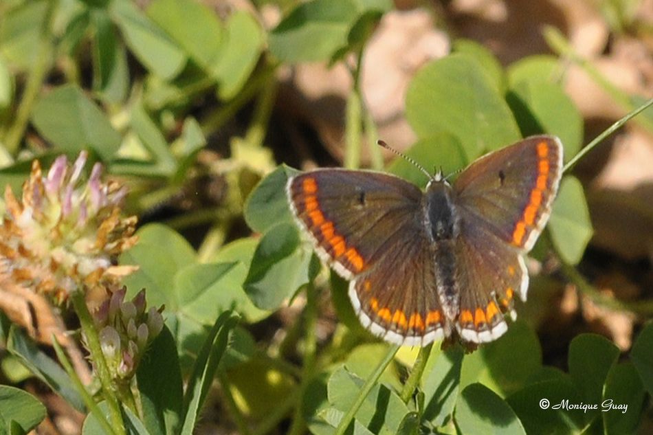 papillon-azure-3937.jpg