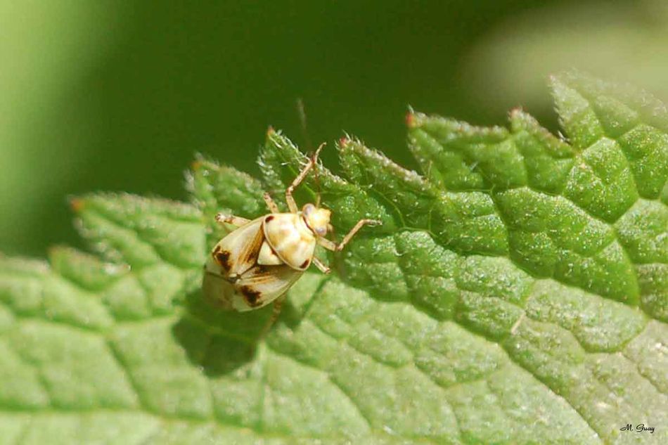 heteroptere-0730.jpg