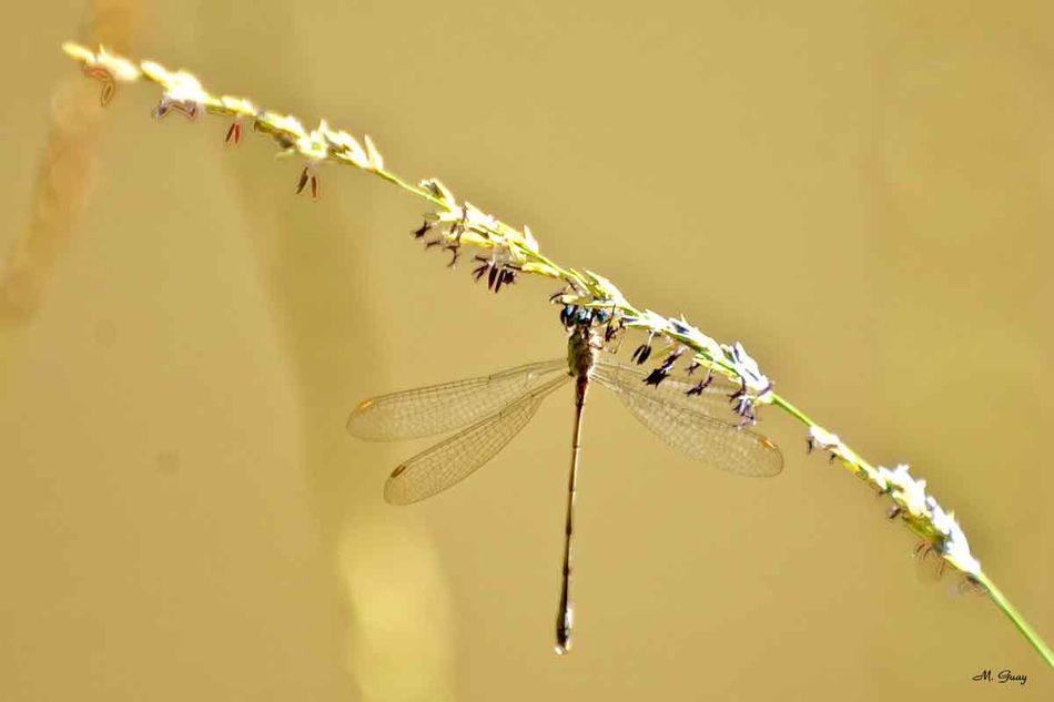 libellule-agrion-1464.jpg