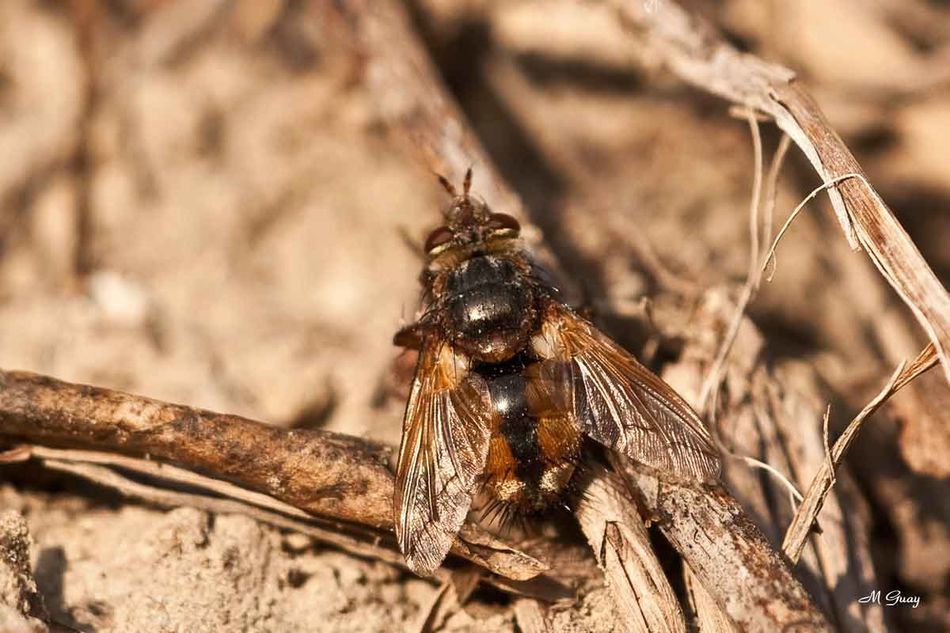 mouche-roussatre-0231.jpg