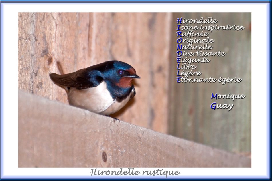 hirondelle-acrostiche-web-1.jpg