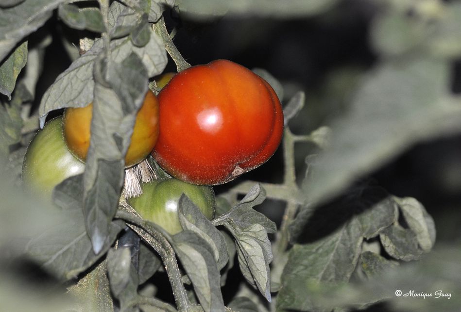 tomate-rouge-2294.jpg