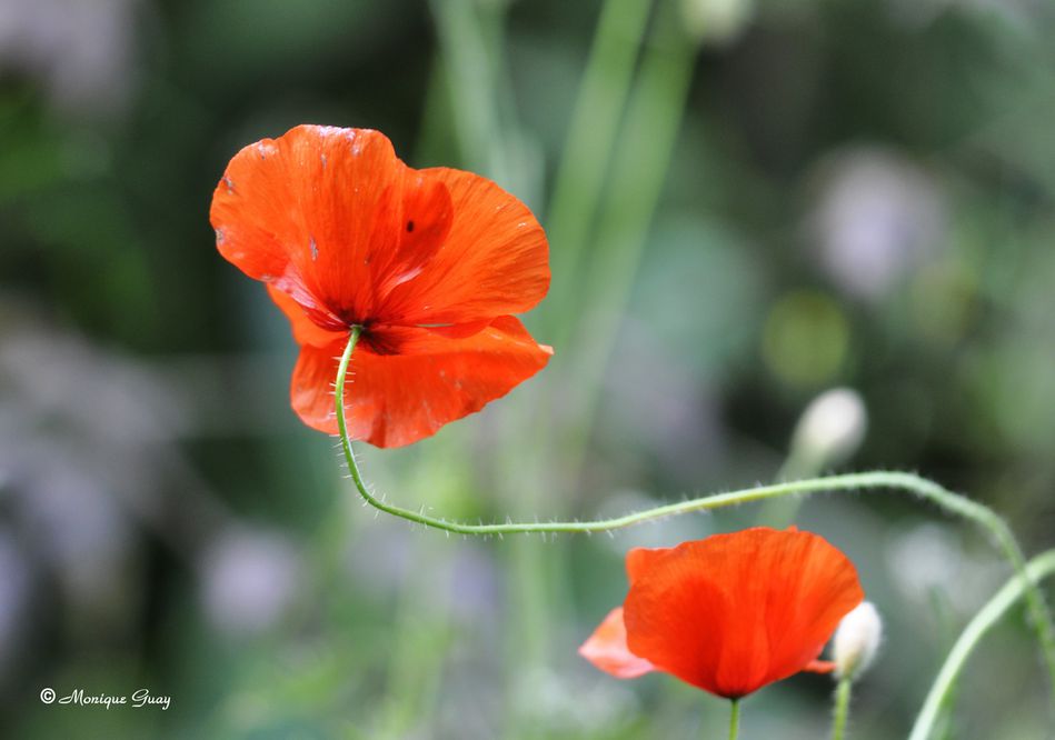 coquelicot-0434.jpg