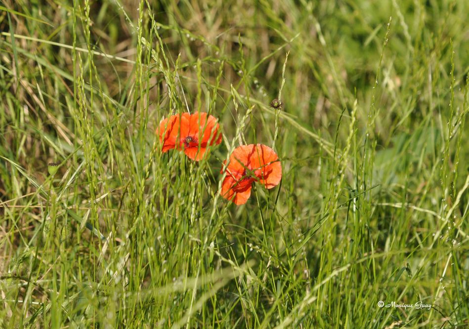 coquelicots-0429.jpg