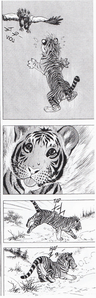 tigre05