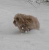 Nutsy recadrage dans neige