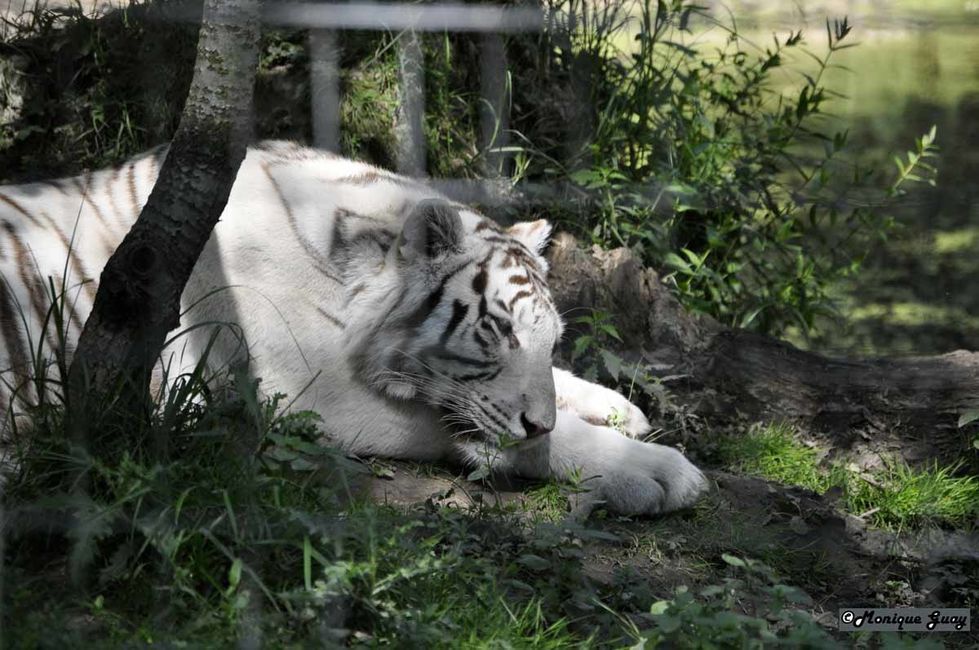 DSC3398 mg tigre blanc