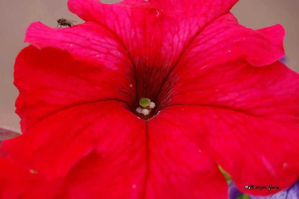 Fleurs-macro 3305-coeur-petunia-si