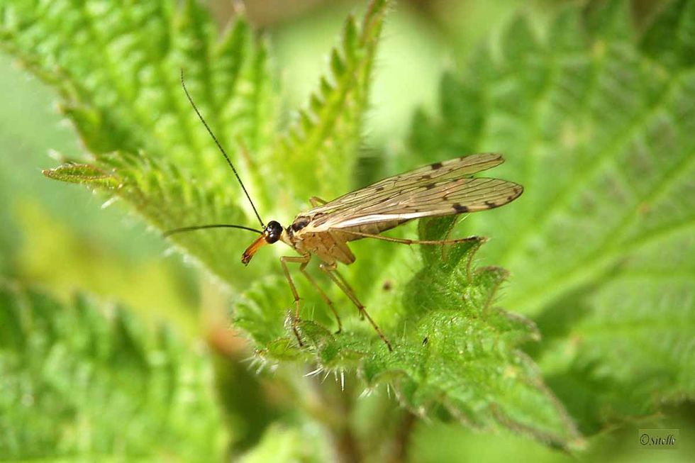 Insectes 6093 si