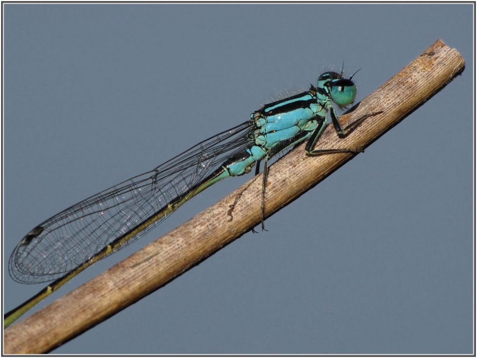 Agrion-elegant-005.jpg