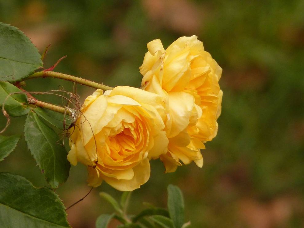 Roses-Anny-Duperey-.jpg