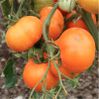 I-Grande-13426-tomate-orange-queen-ab_net.jpg