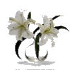 tubes fleurs