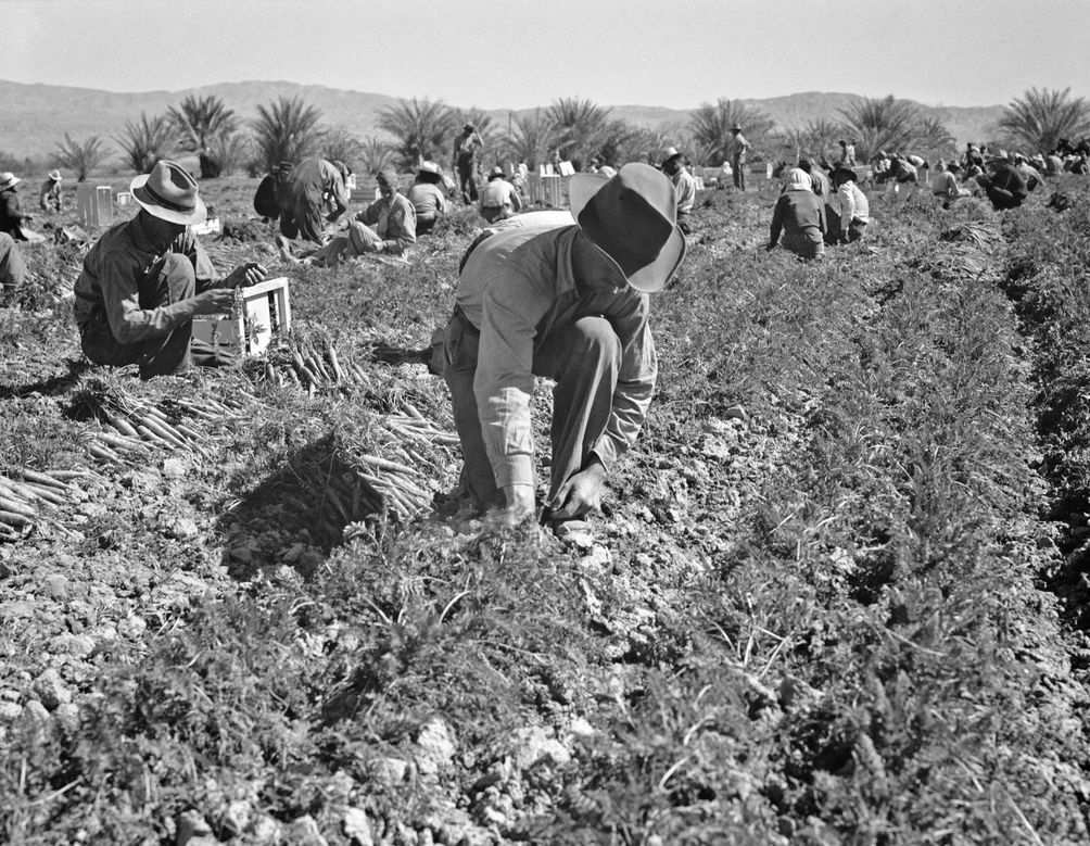 Dorothea Lange - Carrot pullers from Texas, Oklahoma, Misso