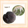 Truffe2.jpg