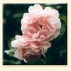rosa cymbeline