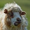 mouton-wiki (19)