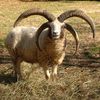 sheep-mouton (66)
