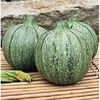 COURGETTES-RONDES.jpg